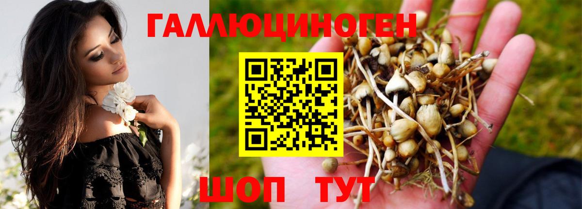 Осинники  Галлюциногенные грибы Cubensis  Вход с VPN  сколько стоит  Галлюциногенные грибы Psilocybine cubensis 